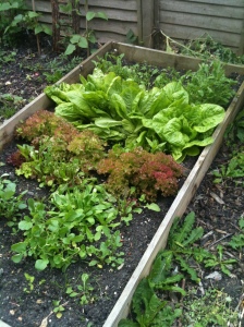 Salad bed with round lettuce and lollo rosso in good growth