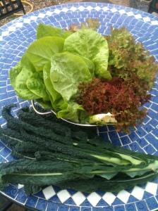 Salad Harvest - Round Lettuce and Lollo Rosso